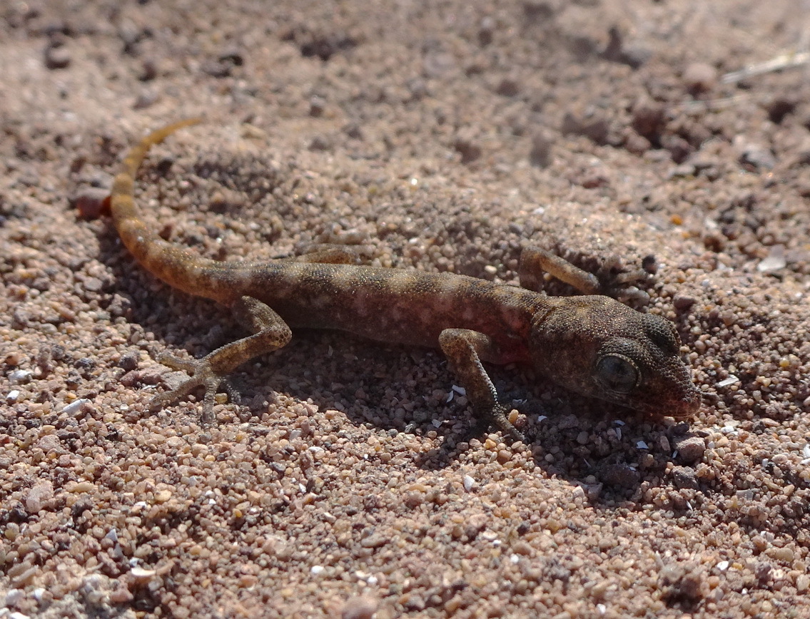 Phyllodactylus Gerrhopygus (Wiegmann, 1834)