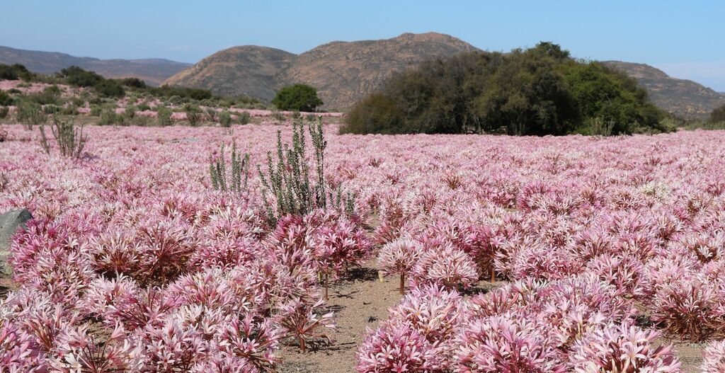 Fragrant Candelabra from Karas, Namakwa District Municipality, Northern