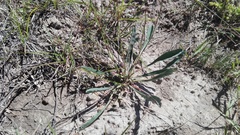 Euphorbia silenifolia