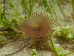 Myxicola