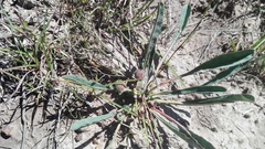Euphorbia silenifolia