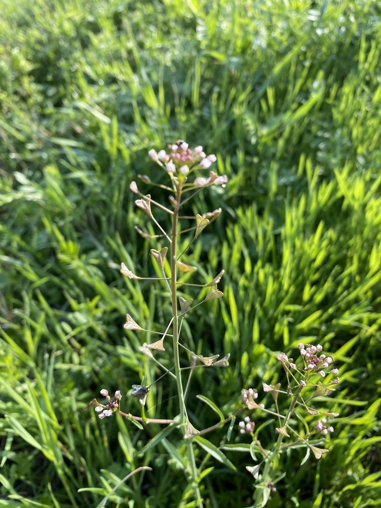shepherd'spurse from River Legacy Park, Arlington, TX, US on March 15