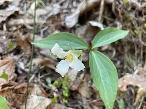 persistent wakerobin (Trillium persistens)