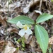 Trillium persistens - Photo (c) Larry Chen, μερικά δικαιώματα διατηρούνται (CC BY-NC), uploaded by Larry Chen