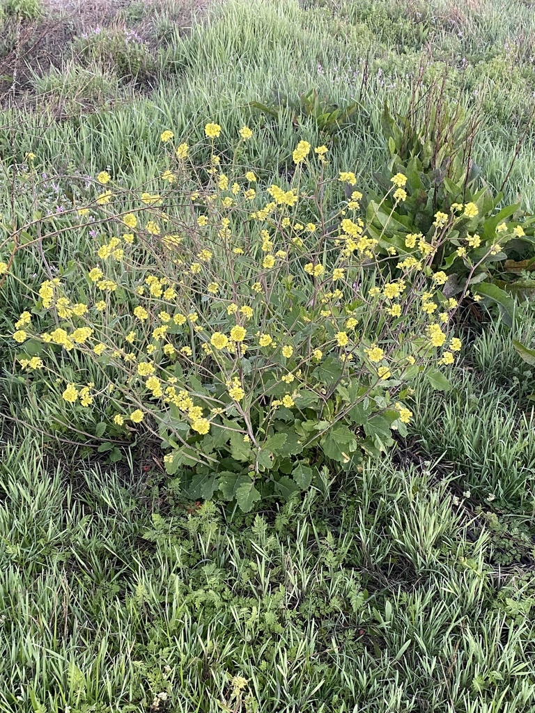 annual bastard cabbage from River Legacy Park, Fort Worth, TX, US on March 15, 2023 at 0738 AM