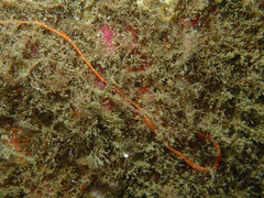 Tubulanus
