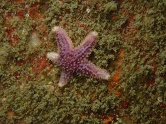 Asteriidae