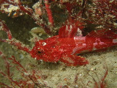 Taurulus bubalis