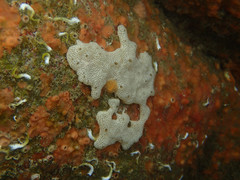 Lissoclinum perforatum