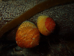 Steromphala cineraria