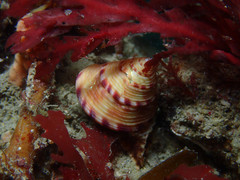 Calliostoma zizyphinum