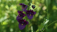 Diascia parviflora
