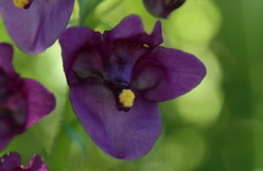 Diascia parviflora