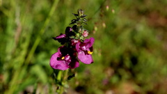 Diascia parviflora