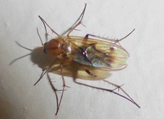 Anomalomyia