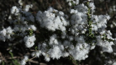 Eriocephalus ericoides