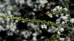 Eriocephalus ericoides
