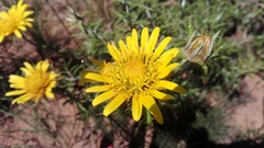 Berkheya angustifolia