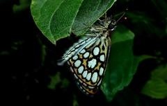 Heteropterus morpheus