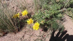 Berkheya angustifolia