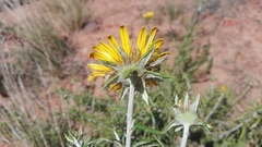 Berkheya angustifolia