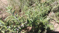 Berkheya angustifolia