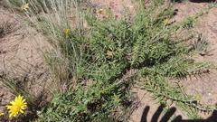 Berkheya angustifolia