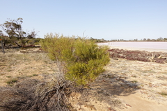 Acacia wilhelmiana