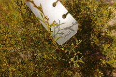 Acacia wilhelmiana