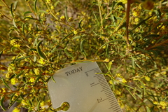 Acacia wilhelmiana