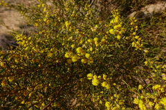 Acacia wilhelmiana