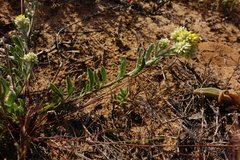 Rhodanthe moschata
