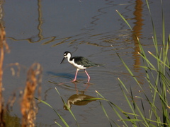Himantopus mexicanus