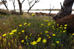Rhodanthe polygalifolia