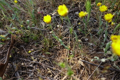 Rhodanthe polygalifolia