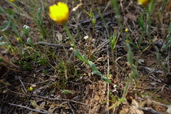 Rhodanthe polygalifolia