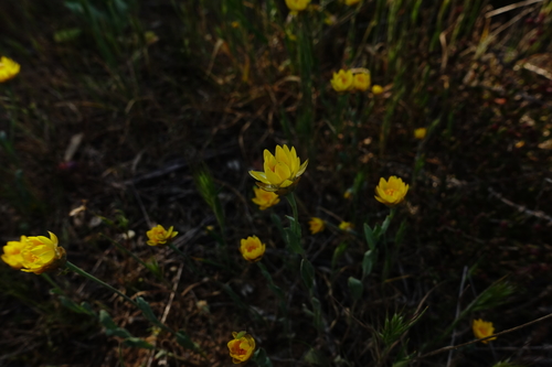 Brilliant Sunray (Rhodanthe polygalifolia)