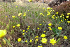 Rhodanthe polygalifolia