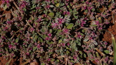 Aizoon portulacaceum