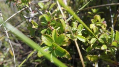 Cliffortia ferruginea