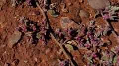 Aizoon portulacaceum
