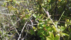 Cliffortia ferruginea