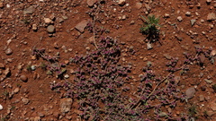 Aizoon portulacaceum