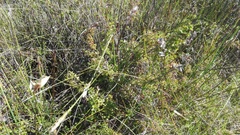 Cliffortia ferruginea