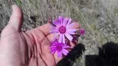 Senecio speciosus