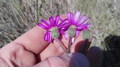 Senecio speciosus