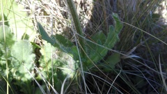 Senecio speciosus