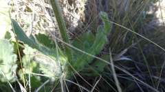 Senecio speciosus