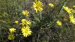 Senecio oederiifolius