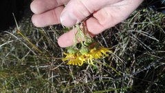 Senecio oederiifolius